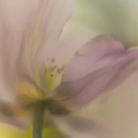 images-Hana
