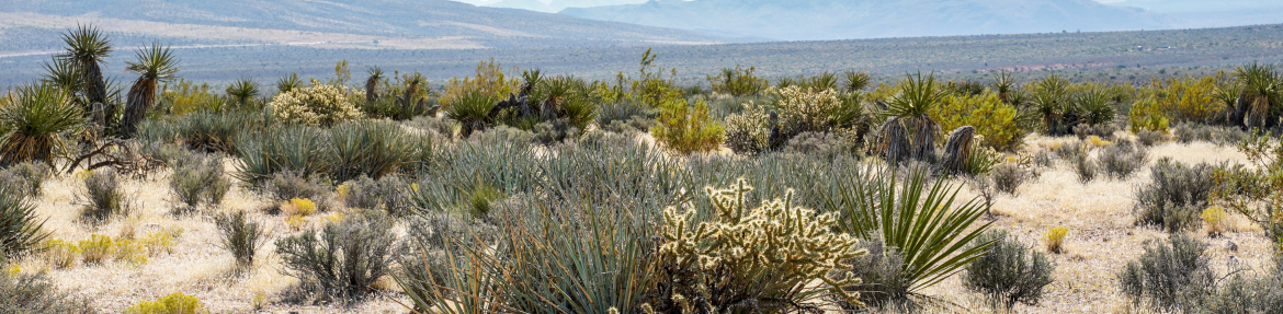 images-Parks & nature