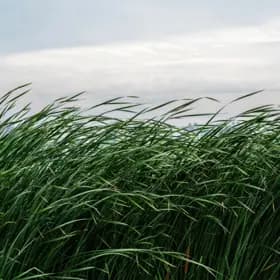 images-The Highlands