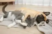 A dog and cat sleep together on a wood floor in a pet friendly home