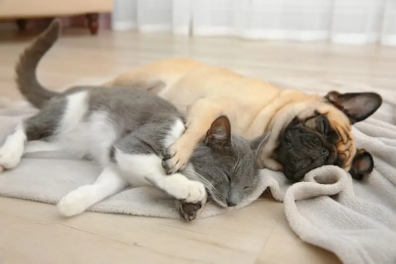A dog and cat sleep together on a wood floor in a pet friendly home